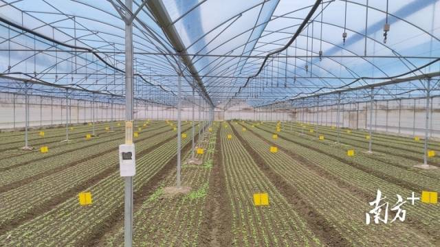 始兴县澄江镇“菜篮子”基地菜苗长势喜人。 始兴县澄江镇“菜篮子”基地菜苗长势喜人。